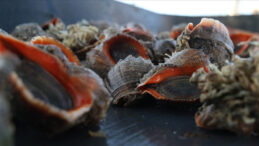 Deniz Salyongozu İhracatında 10,7 Milyon Dolar Gelir