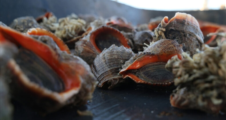 Deniz Salyongozu İhracatında 10,7 Milyon Dolar Gelir