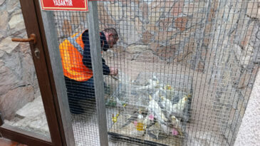 Depodan Onlarca Yabani Kuş &Ccedil;ıktı
