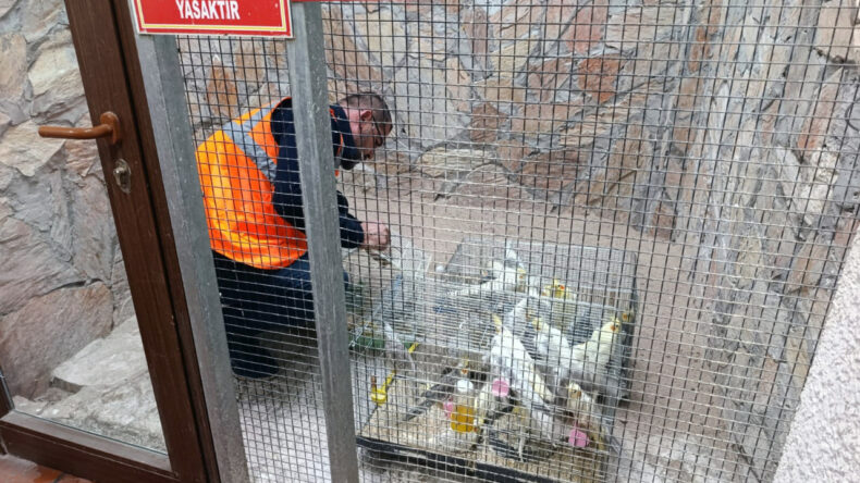 Depodan Onlarca Yabani Kuş &Ccedil;ıktı