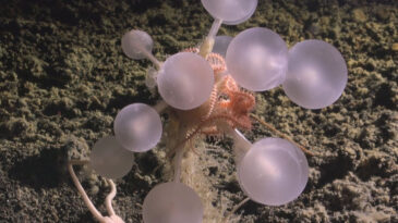 Derin Denizde Keşif: 'Ölüm Topu' Adlı Avcı Deniz Süngeri