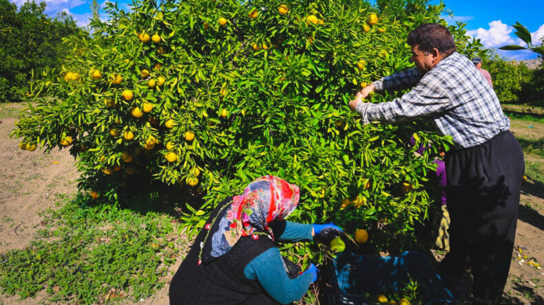 Dert yandı: Kilosu 15 TL'den 8 TL'ye düştü, iş bulamıyoruz
