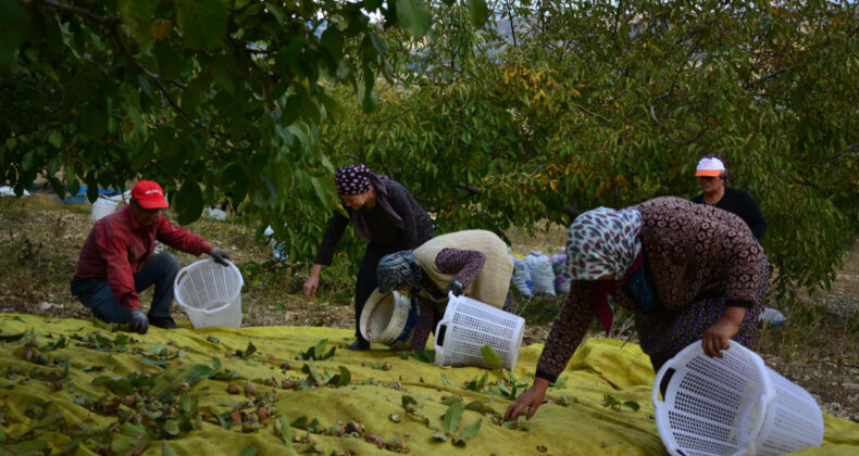 Don Vurdu, Üretim 2 Bin 400 Tondan 24 Tona Düştü
