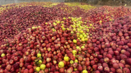 Döküntü Elmalar Meyve Suyu Olacak