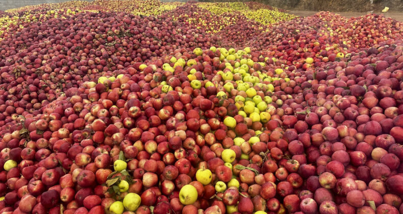 Döküntü Elmalar Meyve Suyu Olacak