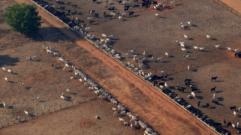 Dünyadaki Türlerin Yüzde 85’i Hâlâ Keşfedilmedi
