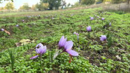D&uuml;nyanın En Değerli Baharatı: Kilosu 600 Bin Lira