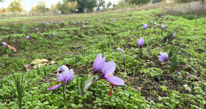 Dünyanın En Değerli Baharatı: Kilosu 600 Bin Lira