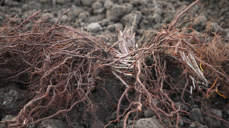 Edirne Kırmızısının Hasadı Başladı: Efsane Rengin Formülü Yeniden Canlandı