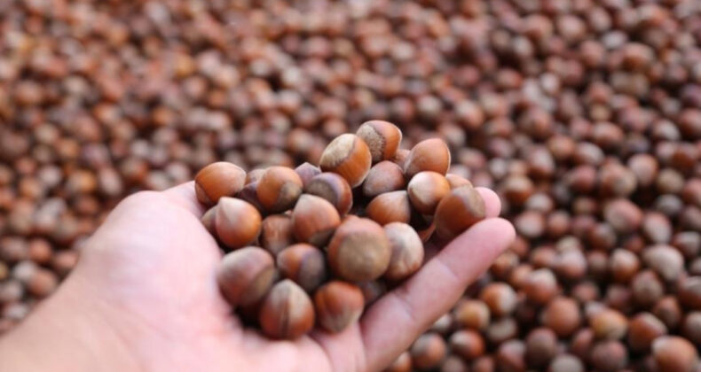 Fındıkta Üçlü Zarar: 250 Bin Ton Kayıp