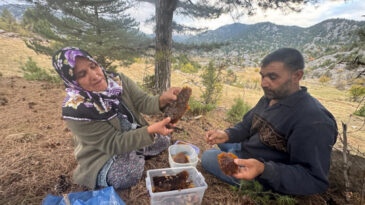 Firari Arılar Doğal Yuvalarına G&ouml;t&uuml;r&uuml;l&uuml;yor: Kilosu 5 Bin TL