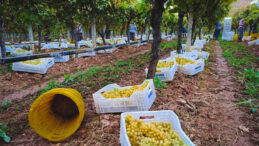 Fiyatlara Tepki Büyüyor: 25 – 30 TL'ye Satılıyor, Üretici Çaresiz