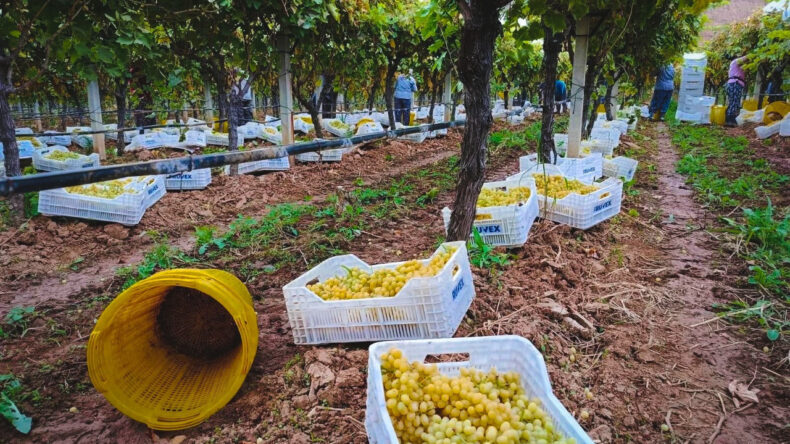 Fiyatlara Tepki Büyüyor: 25 – 30 TL'ye Satılıyor, Üretici Çaresiz