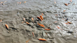 Göletteki Su Seviyesi Düşünce Binlerce Balık Oksijensiz Kaldı