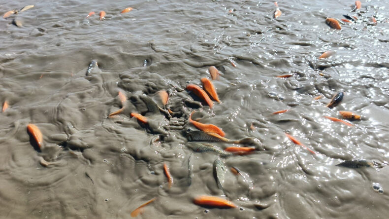 Göletteki Su Seviyesi Düşünce Binlerce Balık Oksijensiz Kaldı