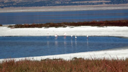 G&ouml;ller i&ccedil;in kritik uyarı: Hepsi k&uuml;&ccedil;&uuml;lme trendinde