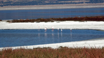 G&ouml;ller i&ccedil;in kritik uyarı: Hepsi k&uuml;&ccedil;&uuml;lme trendinde