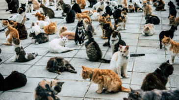 Güney Kıbrıs'ta Kriz: Kedilerin Sayısı, İnsan Nüfusunu Aştı