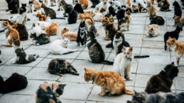 Güney Kıbrıs'ta Kriz: Kedilerin Sayısı, İnsan Nüfusunu Geçti