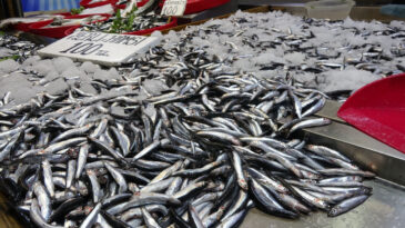 Hamsi İçin Tehlike Çanları Çalıyor