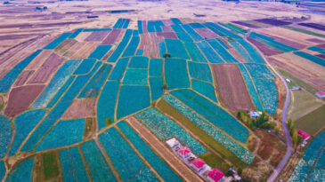 Hasat Başladı: 150 Milyon TL Gelir Bekleniyor