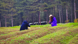 Hasat Süreci Başladı: Kilogramı 600 Bin TL'den Alıcı Bulacak