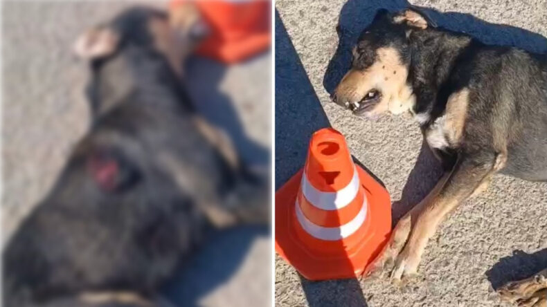 Hatay’da Şok Edici Olay: Sahipsiz Köpeğe Tabancayla Ateş Açıldı!