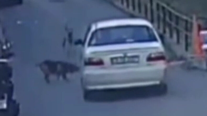 Havlayan Sokak K&ouml;peğine Aracını S&uuml;ren S&uuml;r&uuml;c&uuml; Ka&ccedil;tı