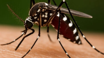 Hong Kong'da 'Chikungunya Ateşi' Korkusu