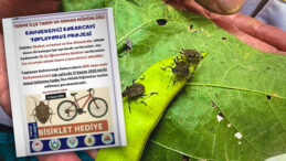 İlçe Tarım Müdürlüğü Çocukları Kahverengi Kokarca Toplama Projesine Davet Etti