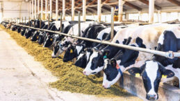 İnekler Kesime Gitti, Süte Zam Yolda