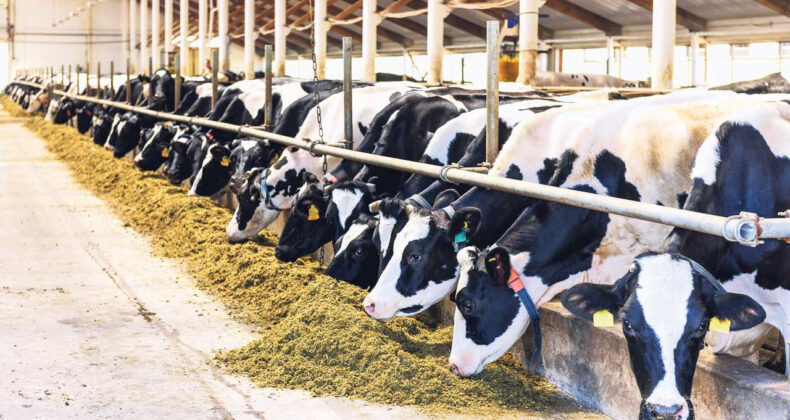 İnekler Kesime Gitti, Süte Zam Yolda