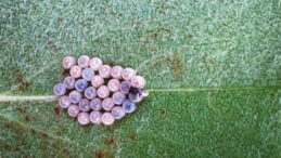 İstanbul'da Kokarca Mücadelesi: Gördüğünüzde Kapalı Kutuda Saklayın