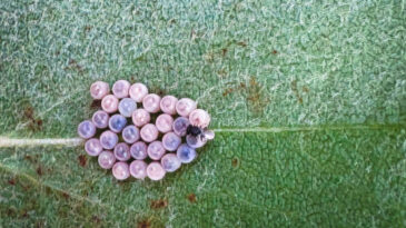 İstanbul'da Kokarca M&uuml;cadelesi: G&ouml;rd&uuml;ğ&uuml;n&uuml;zde Kapalı Kutuda Saklayın