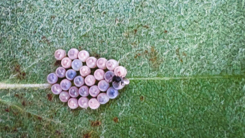 İstanbul'da Kokarca Mücadelesi: Gördüğünüzde Kapalı Kutuda Saklayın