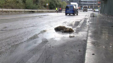 İstanbul'da sağanak yağış sonrasında bir yaban domuzu boğuldu