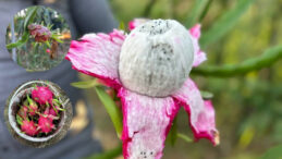İthal Sanılan Meyve Artık Hatay’da Yetiştiriliyor