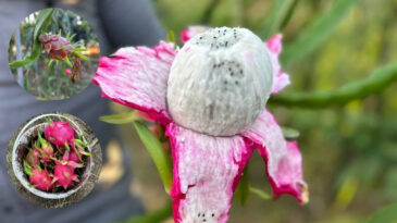 İthal Sanılan Meyve Artık Hatay&rsquo;da Yetiştiriliyor