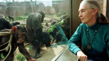 Jane Goodall'ın Ölüm Nedeni Aydınlandı