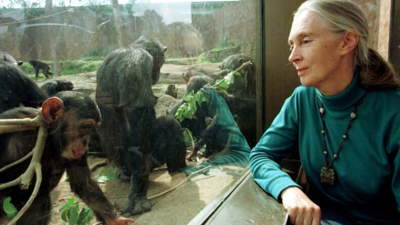 Jane Goodall'ın Ölüm Nedeni Aydınlandı