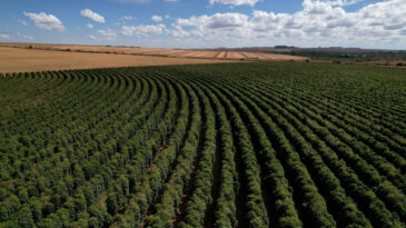 Kahve Üretimi 20 Yılda 737 Bin Hektar Ormanı Yok Etti