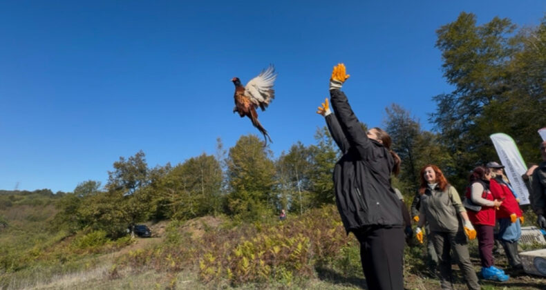 Kahverengi Kokarcayla Mücadele İçin Sülünler Doğaya Salındı