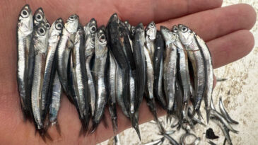 Karadeniz'de Aşırı Avcılık Alarmı: Hamsiler K&uuml;&ccedil;&uuml;l&uuml;yor