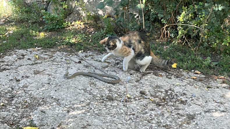 Kedi, Yılanı Pati Darbeleriyle Yendi: "Garip Bir Olaydı"