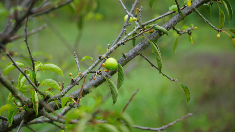Kış ayına günler kala çiçek açan erik ağaçları meyve verdi