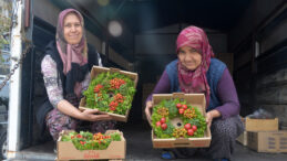 K&ouml;yl&uuml; Kadınlardan Noel &Ccedil;elengi İhracatı