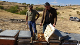 K&uuml;resel Isınmanın Etkileri: Tunceli'de Arı Rekoltesi D&uuml;ş&uuml;yor