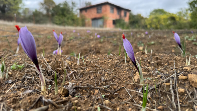 “Dünyanın en pahalı baharatı” erken açtı! Kilosu 450 bin TL’den satılacak