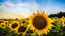 ‘İthalatı Önlemek İçin Ayçiçeği Üretilmeli’