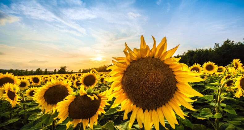 ‘İthalatı Önlemek İçin Ayçiçeği Üretilmeli’